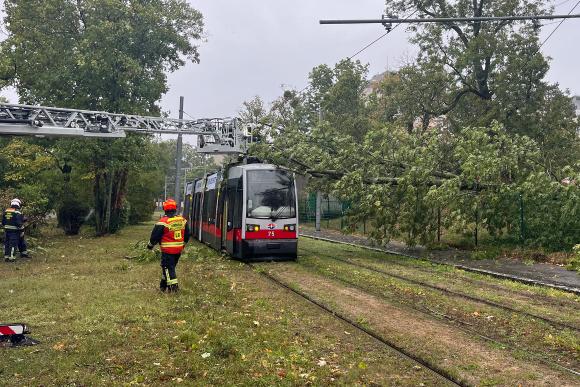 Baum auf Straßenbahn gestürzt